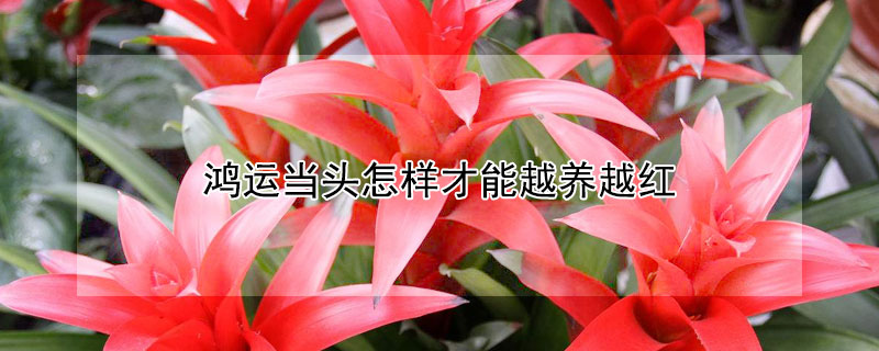 鸿运当头怎样才能越养越红（鸿运当头怎么养才能变红）