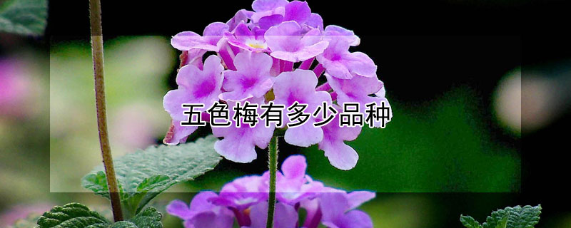 五色梅有多少品种（五色梅有几种）