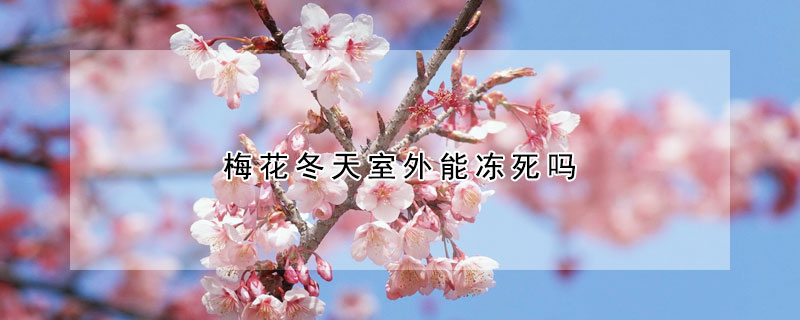 梅花冬天室外能冻死吗(梅花冬天放在外面会冻死吗花盆的)