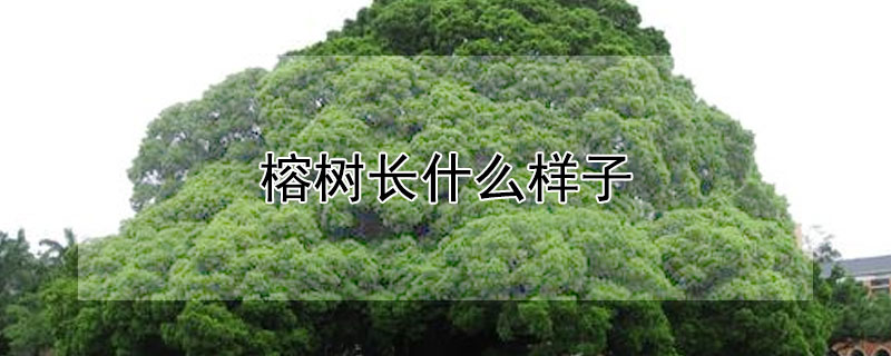 榕树长什么样子（榕树长什么样子图片）