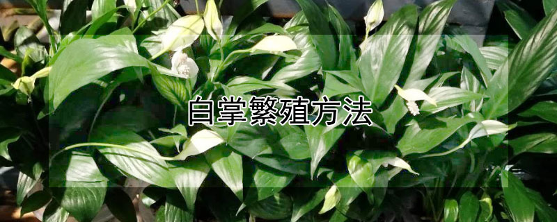 白掌繁殖方法 白掌繁殖方法图解