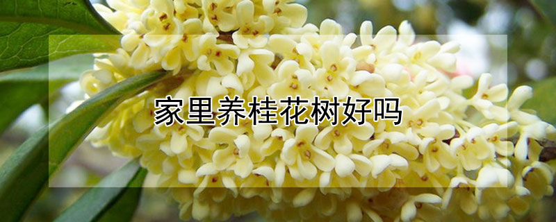 家里养桂花树好吗 家庭养桂花树好吗