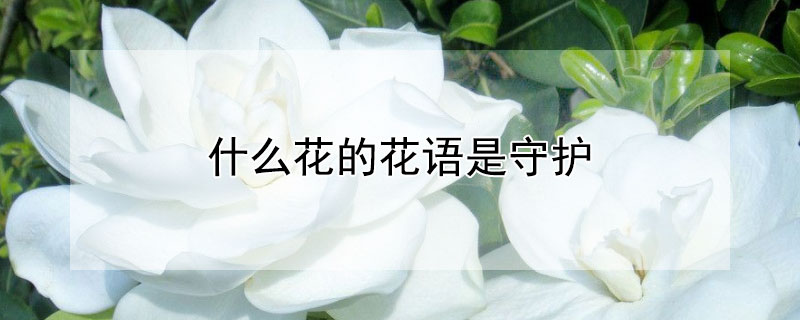 什么花的花语是守护 什么花的花语是守护你一生一世