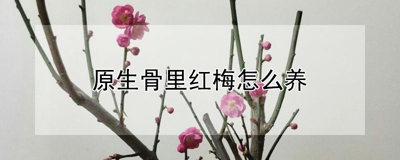 原生骨里红梅怎么养（原生骨里红梅好养吗）