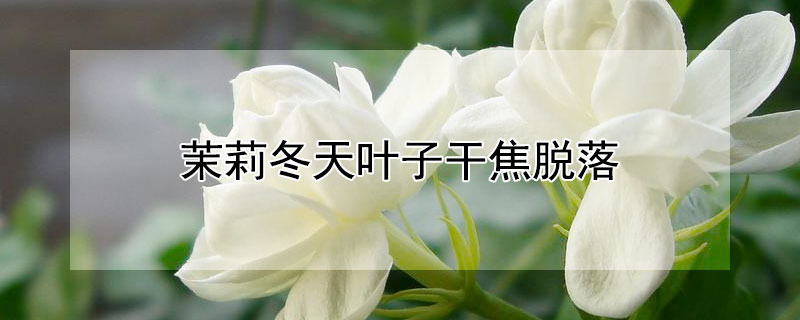 茉莉冬天叶子干焦脱落 茉莉冬天叶子干焦脱落还能活吗