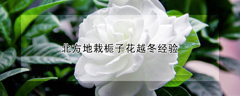 北方地栽栀子花越冬经验 冬天移栽栀子花怎样栽培