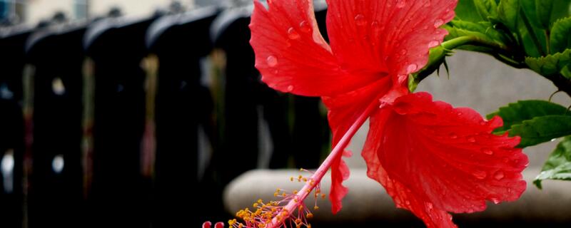 桑叶牡丹的花语 桑叶牡丹的寓意