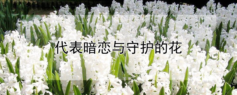 代表暗恋与守护的花（花语暗恋守护的花是）