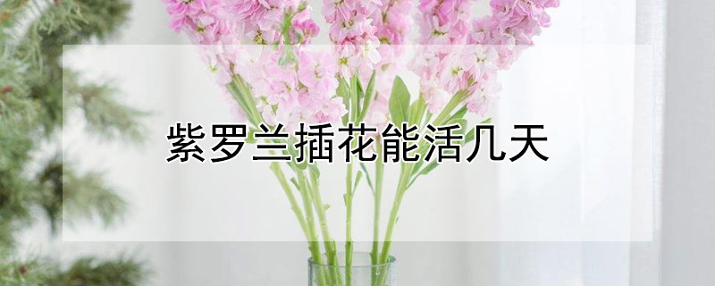 紫罗兰插花能活几天（紫罗兰插花可以养几天）
