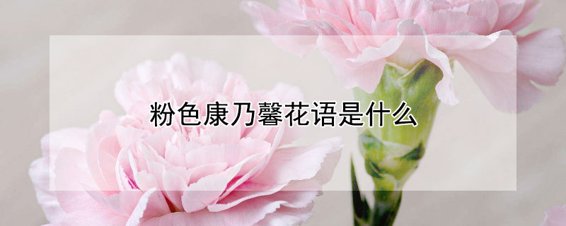 粉色康乃馨花语是什么（红色和粉色康乃馨花语是什么）