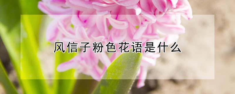风信子粉色花语是什么 粉紫色风信子花语