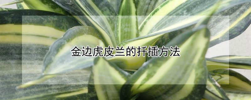 金边虎皮兰的扦插方法 如何扦插虎皮兰有金边