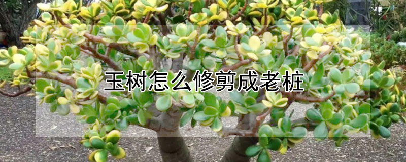 玉树怎么修剪成老桩 玉树养成老桩多大开始修剪