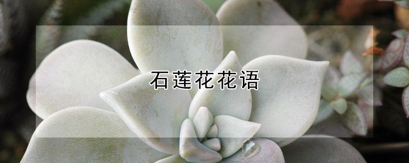 石莲花花语（莲花,花语）