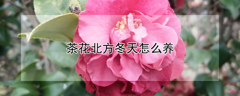 茶花北方冬天怎么养 盆栽茶花在北方怎么过冬