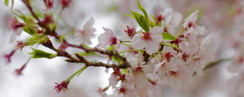 日本樱花的花语（日本樱花的花语日语）