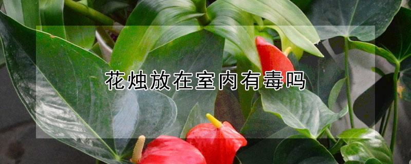 花烛放在室内有毒吗(花烛有毒吗放在卧室吗)
