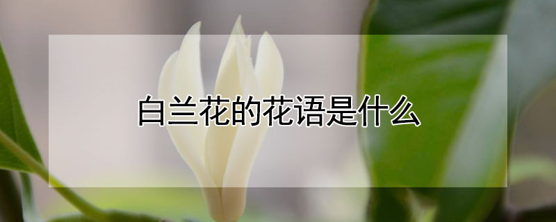 白兰花的花语是什么（白兰花的含义）