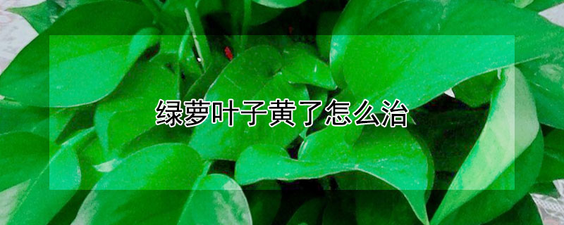绿萝叶子黄了怎么治 绿萝黄叶了怎么办?