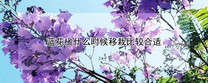 蓝花楹什么时候移栽比较合适（蓝花楹什么时候种最好）