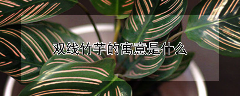 双线竹芋的寓意是什么（双线竹芋百科）