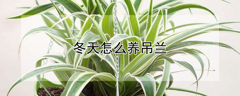 冬天怎么养吊兰（冬季怎么养吊兰）