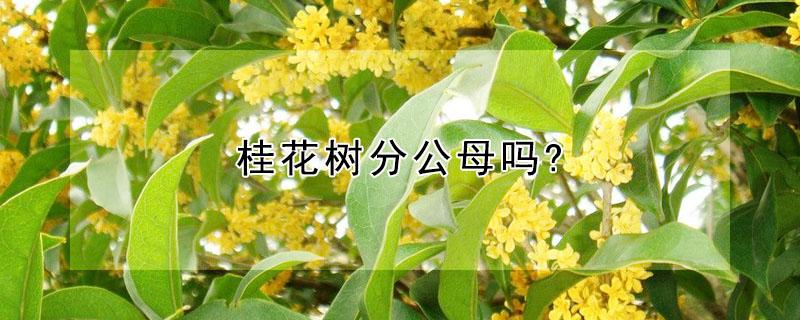 桂花树分公母吗?（桂花树分公母吗?桂花树的种子是什么样子）