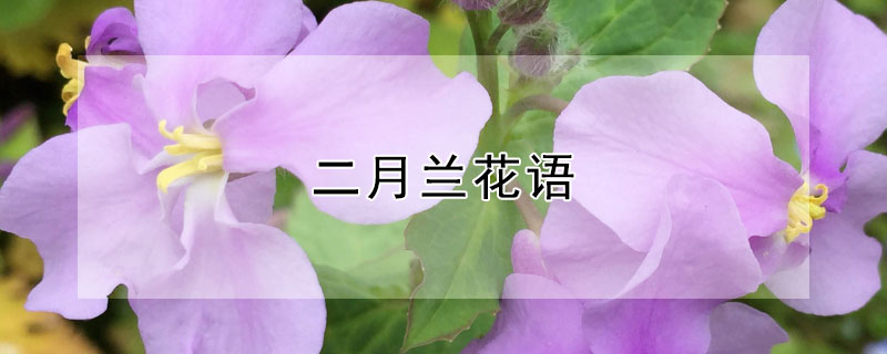 二月兰花语 二月兰花语简介