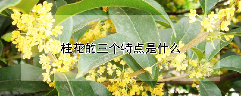 桂花的三个特点是什么（桂花的特点有）