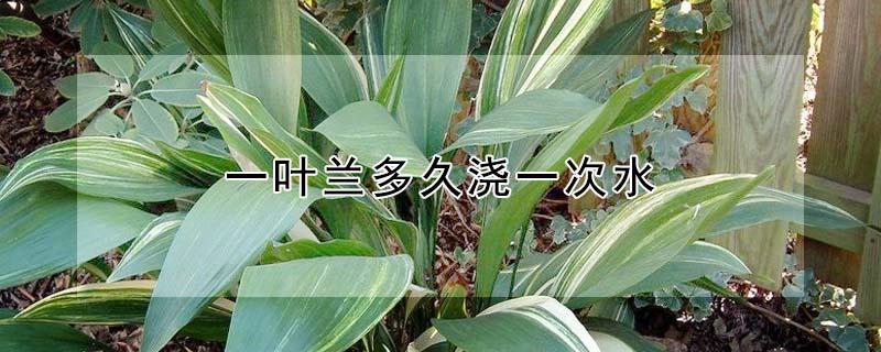 一叶兰多久浇一次水 一叶兰多长时间浇一次水