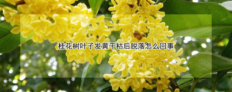 桂花树叶子发黄干枯后脱落怎么回事（桂花树叶子发黄干枯后脱落怎么办）
