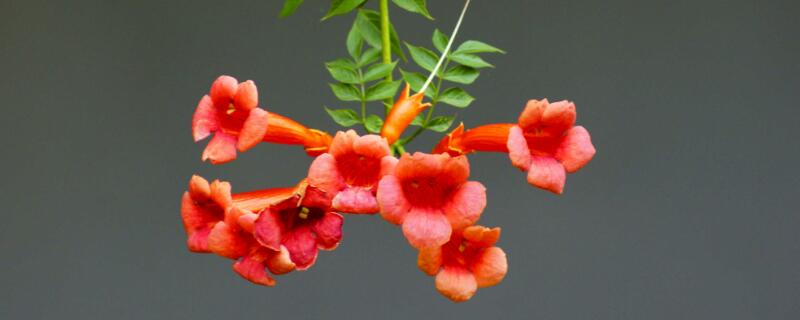 吊钟海棠花语(吊钟海棠开花的句子)