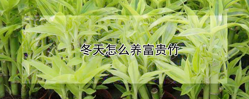冬天怎么养富贵竹 冬天怎么养富贵竹和绿萝