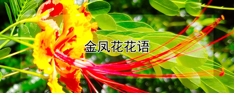 金凤花花语（金凤凰花花语是什么）