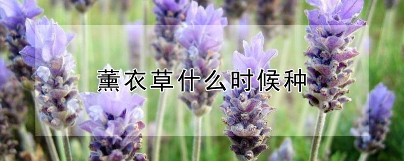 薰衣草什么时候种（薰衣草什么时候种植）