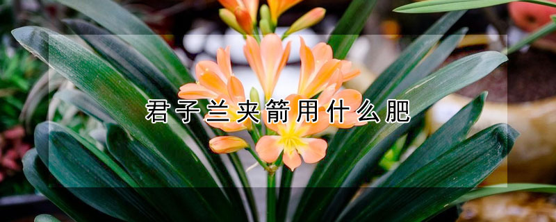 君子兰夹箭用什么肥(君子兰夹箭用什么肥料解决)