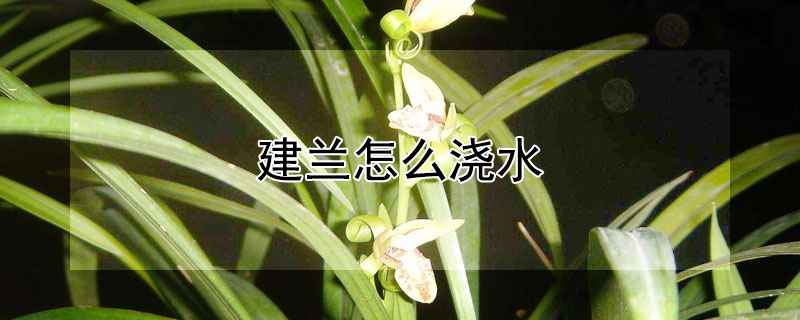 建兰怎么浇水 建兰开花期间怎么浇水