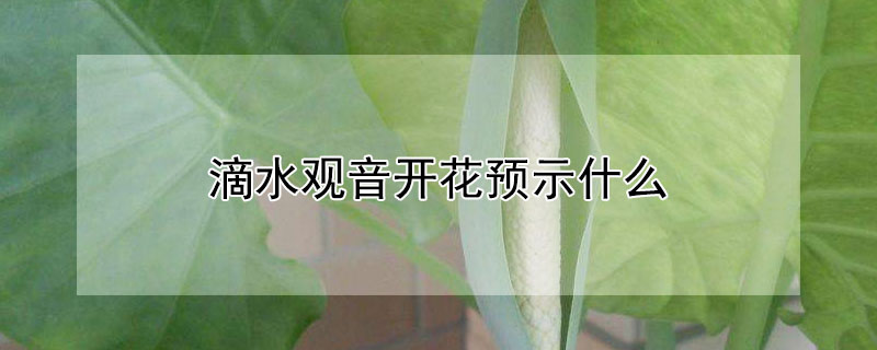 滴水观音开花预示什么（滴水观音开花预示什么兆头）