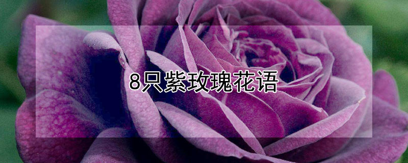 8只紫玫瑰花语（11朵紫玫瑰花语）