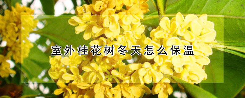 室外桂花树冬天怎么保温（桂花树冬天需要保温吗）