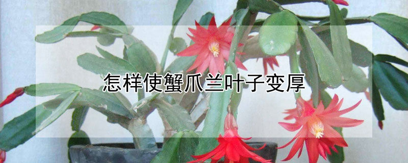 怎样使蟹爪兰叶子变厚 怎样让蟹爪兰的叶子变厚