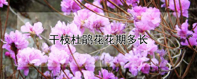 干枝杜鹃花花期多长 杜鹃的花期多长