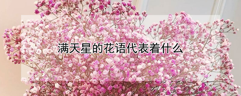 满天星的花语代表着什么（满天星代表的花语是什么）