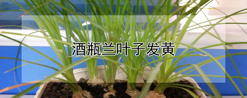 酒瓶兰叶子发黄 酒瓶兰花叶子发黄怎么办