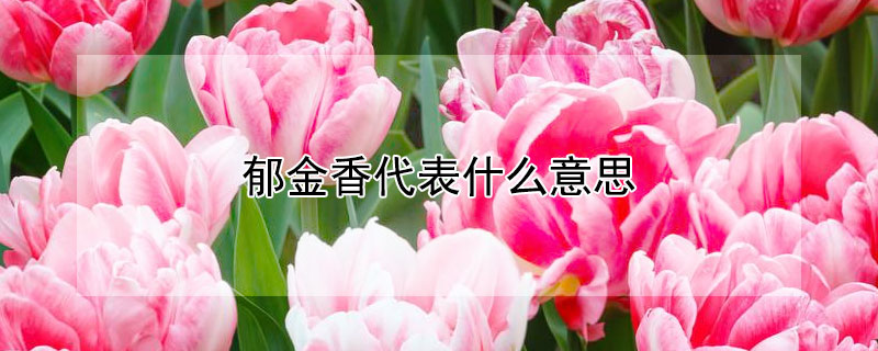 郁金香代表什么意思（白色郁金香代表什么意思）