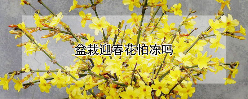 盆栽迎春花怕冻吗 迎春花在花盆里怕冻吗
