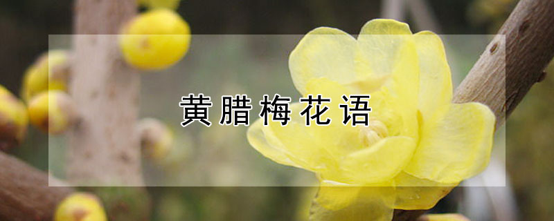 黄腊梅花语（白腊梅花花语）