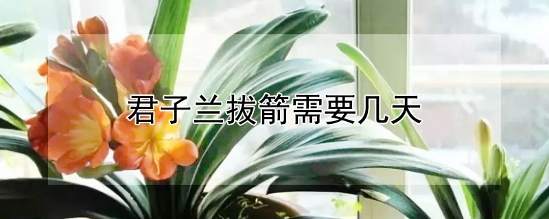 君子兰拔箭需要几天 君子兰拔箭需要温差吗