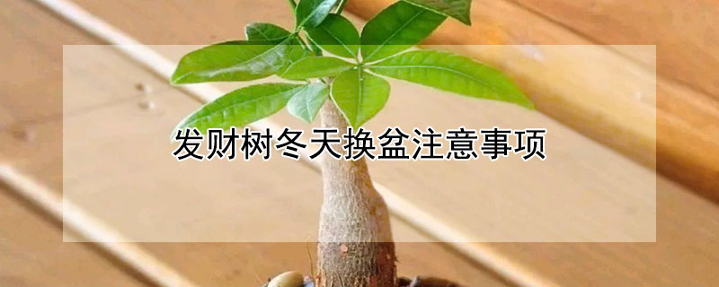 发财树冬天换盆注意事项（发财树冬天换盆可以吗）
