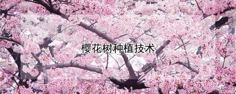 樱花树种植技术 樱花树苗种植技术